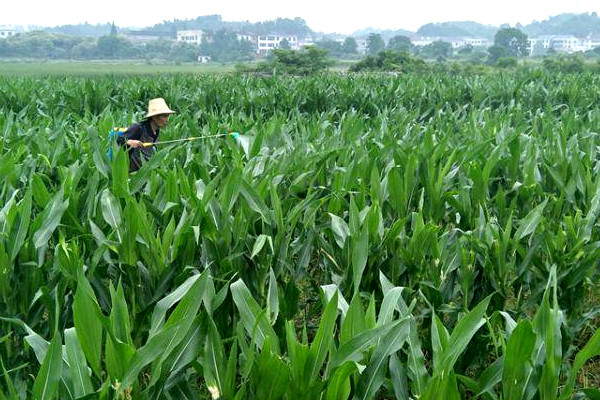 什么害虫这么厉害，致使攸县受灾面积达750.5亩，省农业农村厅调研组来攸调研指导监测防控等工作
