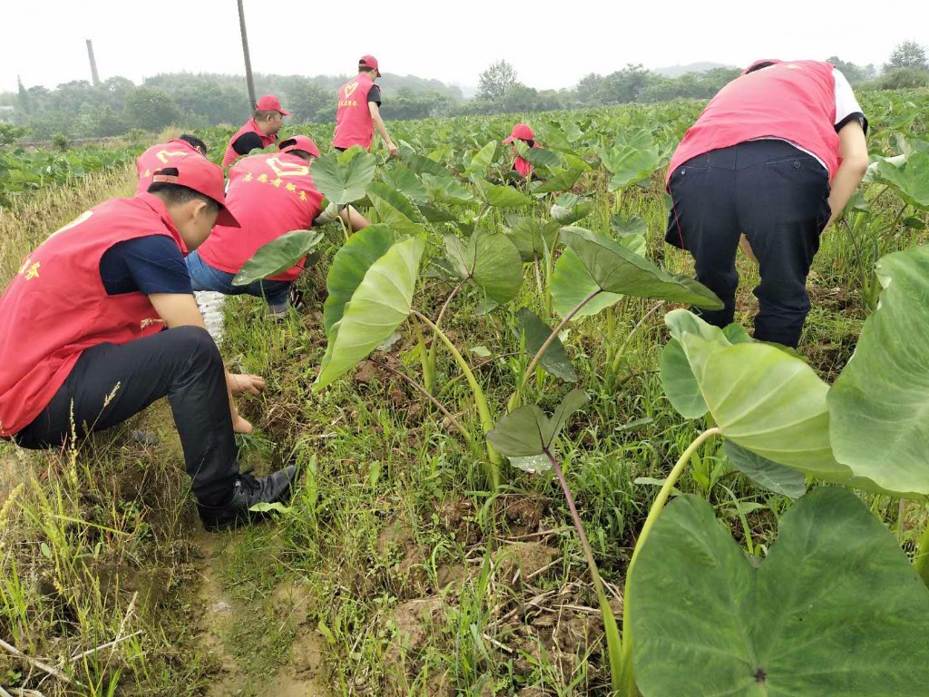 宁家坪镇:一句话就是一次志愿行