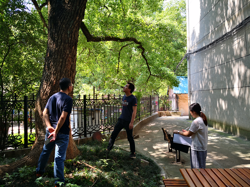市园林科研中心开展城区古树名木巡查工作