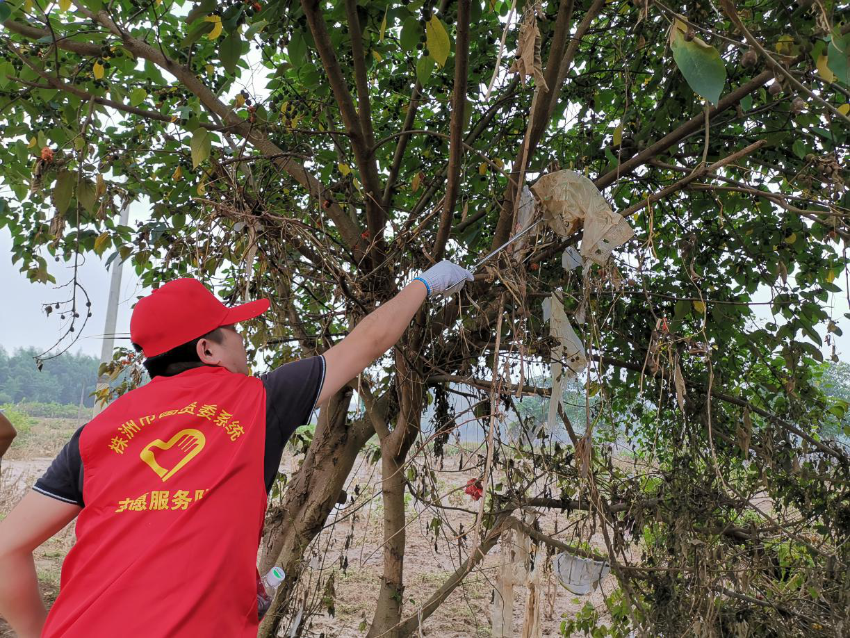 守护古桑洲 株洲国资系统志愿者在行动