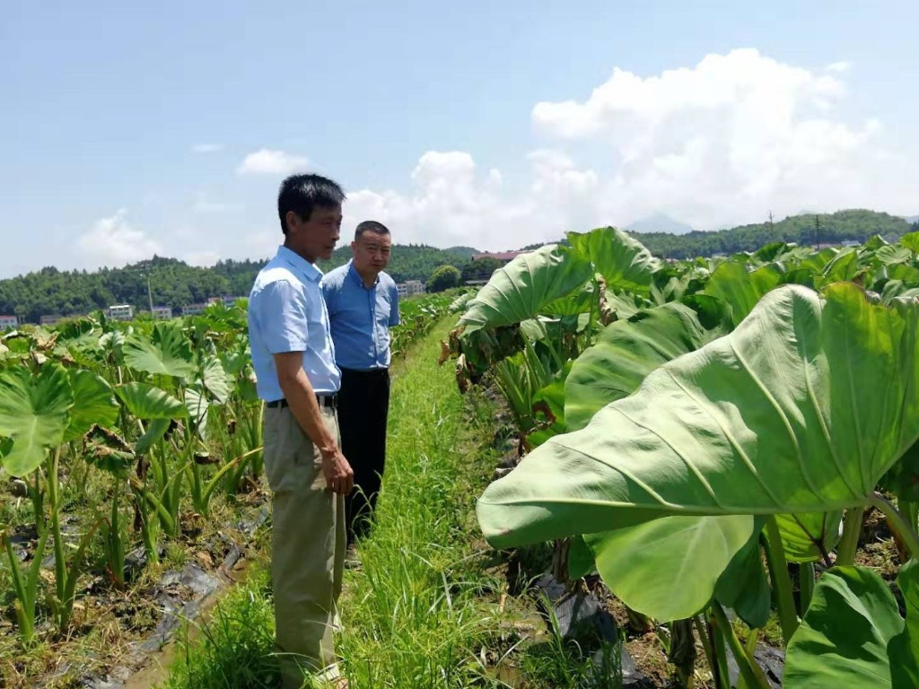 县畜牧事务中心指导贫困户灾后重建