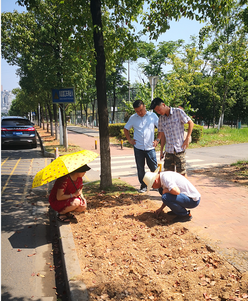 “我为国庆添喜庆”  ——国庆草花种植，技术指导保驾护航