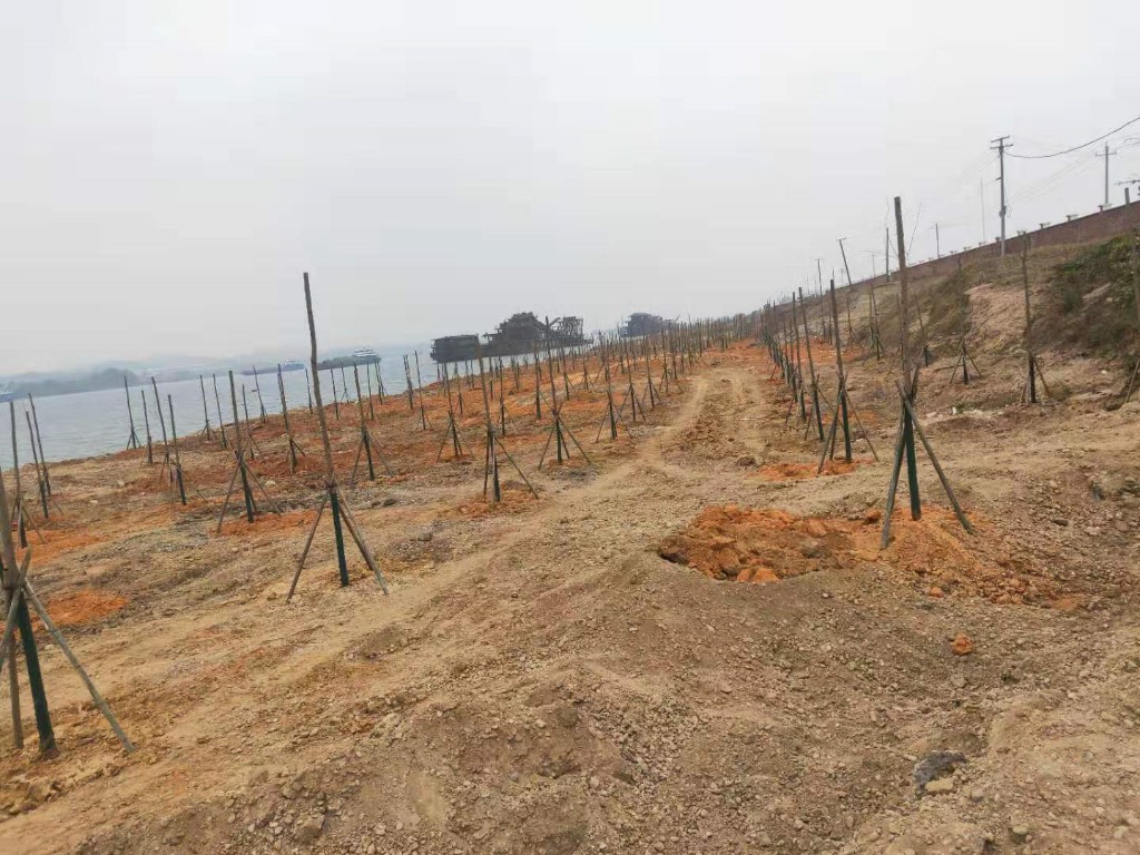 覆土复绿 保护湘江生态环境