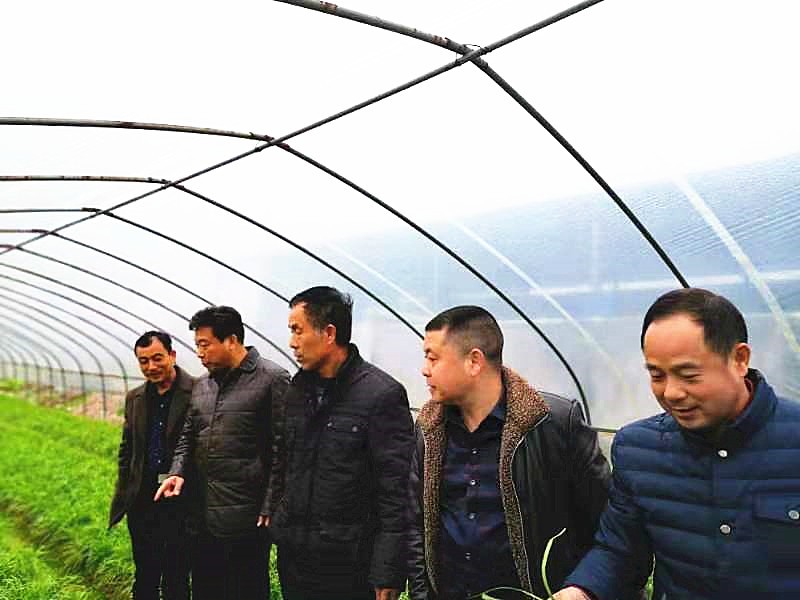 省农业农村厅来我市调研农产品质量安全监管工作