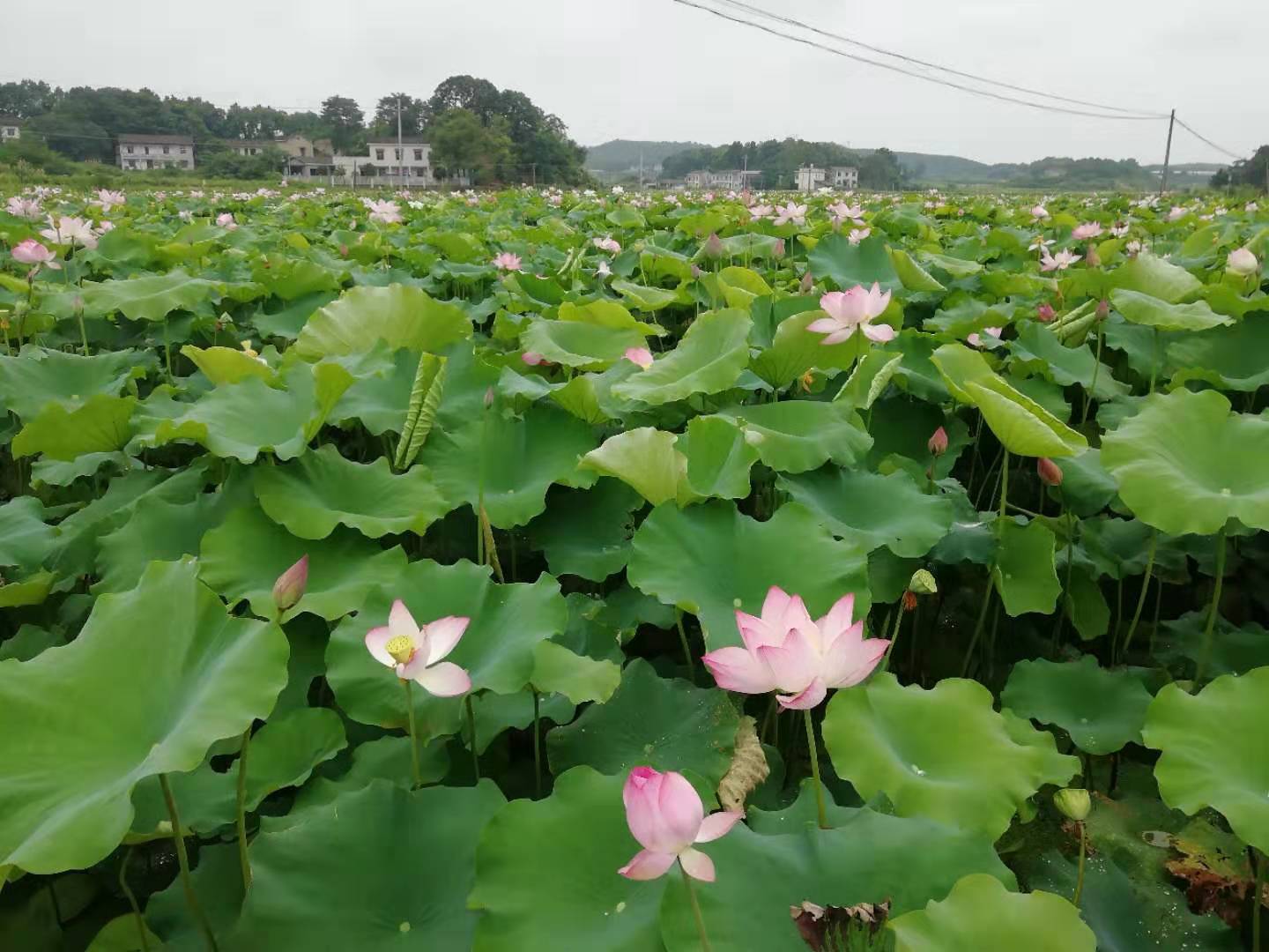 渌口区古岳峰镇白壁村上榜“全国乡村治理示范村”