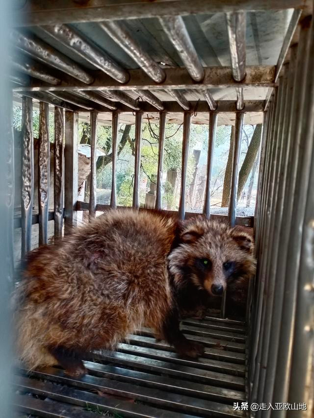 株洲市林业局成功处置一起野生动物疫源疫病隐患