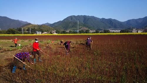 不负春光 抢抓农时 全市农村有序恢复春耕生产