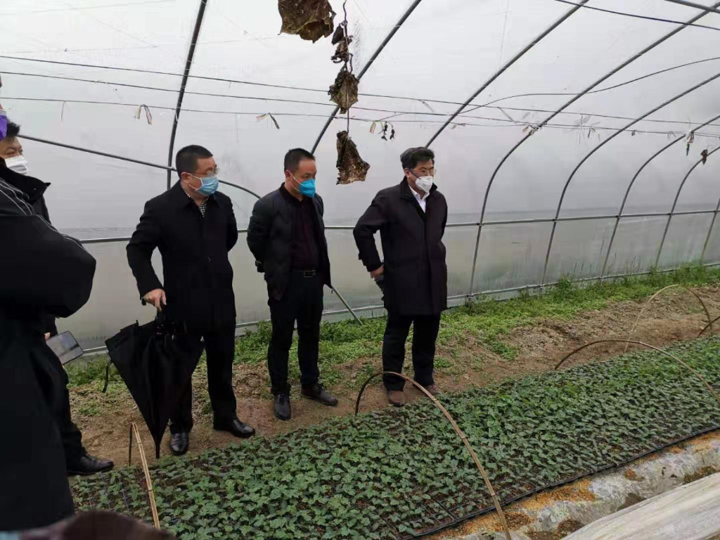稳好"菜篮子":株洲应对疫情抓好蔬菜生产保持市场充足供应