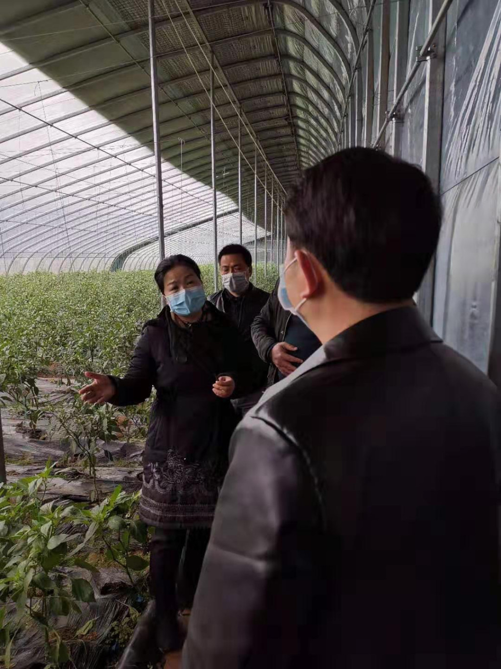 稳好"菜篮子":株洲应对疫情抓好蔬菜生产保持市场充足供应