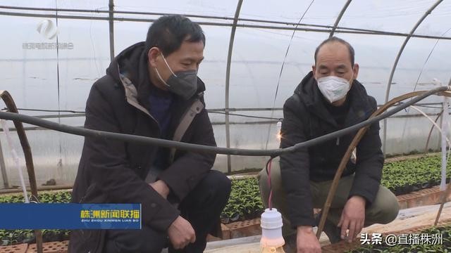 中央一号文件鼓舞人心 种植专业户扩产能