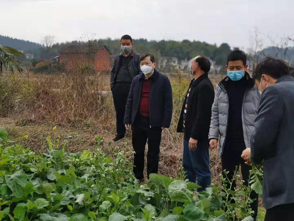 稳好"菜篮子":株洲应对疫情抓好蔬菜生产保持市场充足供应