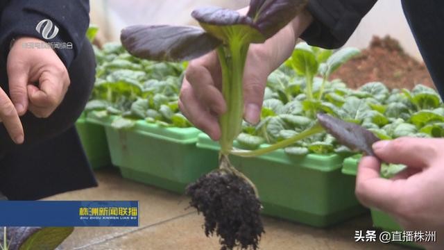 中央一号文件鼓舞人心 种植专业户扩产能