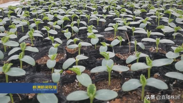 中央一号文件鼓舞人心 种植专业户扩产能