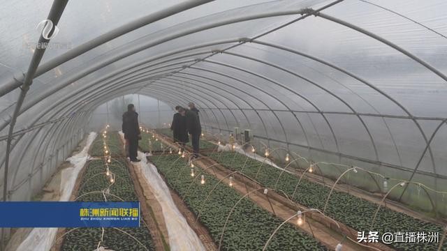 中央一号文件鼓舞人心 种植专业户扩产能