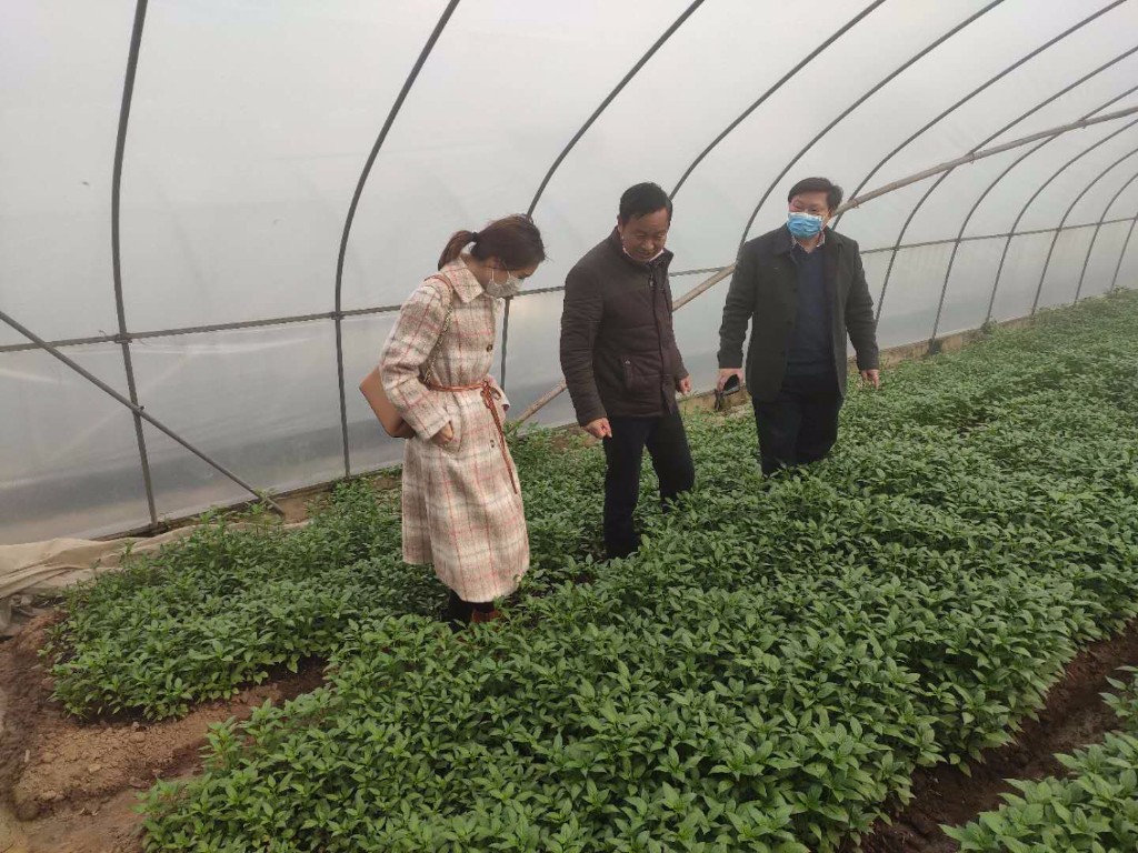 春暖花开备耕忙，专家学者把方向