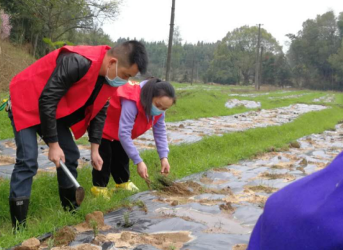 酒埠江镇：干部助农种春苗 田间地头践初心