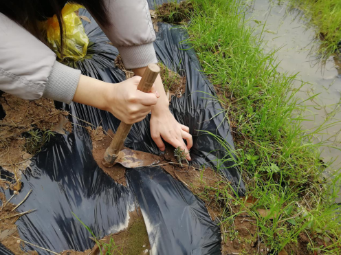 酒埠江镇：干部助农种春苗 田间地头践初心