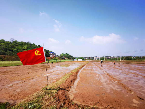 株洲市全力打好早稻生产主动仗