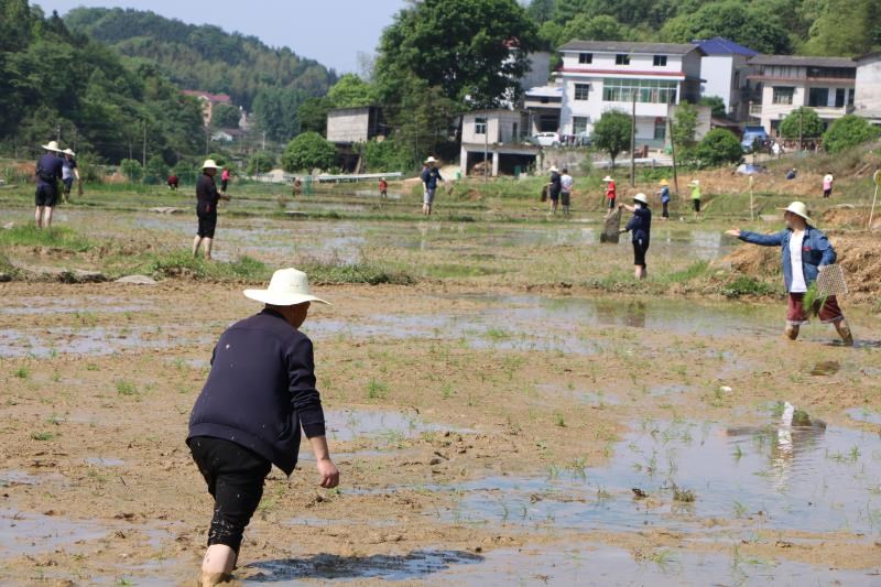 金山街道开展“党员带头下田地、插抛秧、促春耕”主题教育实践活动