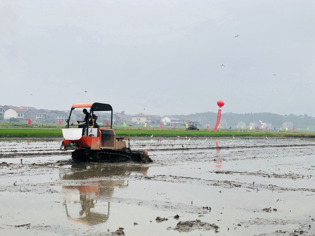 株洲市委副书记王洪斌来攸调研　观摩指导水稻机械化栽植现场演示会
