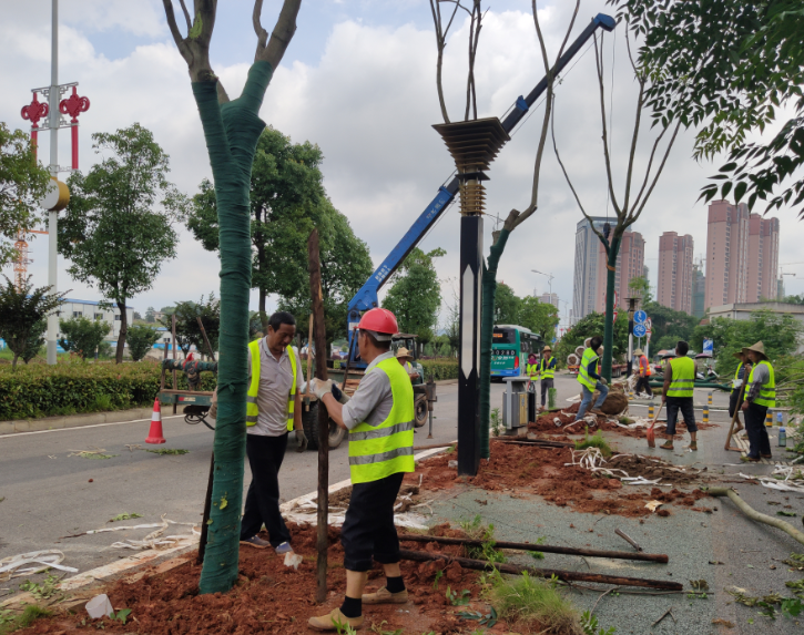 市科研所一行对绿化改造工程进行现场技术指导