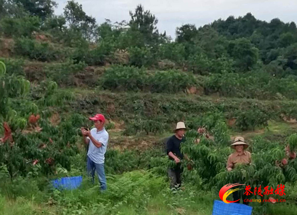 泰和仙黄桃来袭了