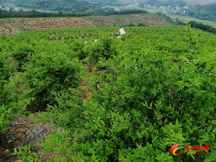 【巩固脱贫攻坚成果】腰潞镇珍武村:开发种植油茶初见成效