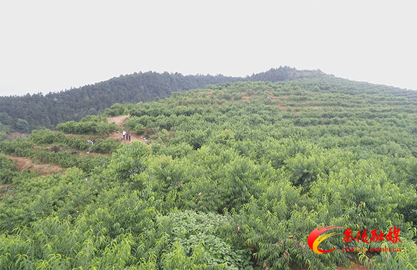 云阳山下果香扑鼻的种桃梦