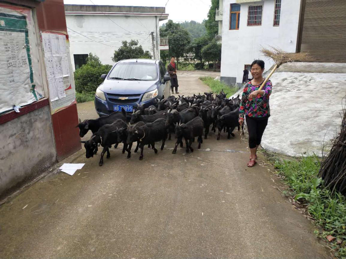 自主发展产业 铺就脱贫致富路