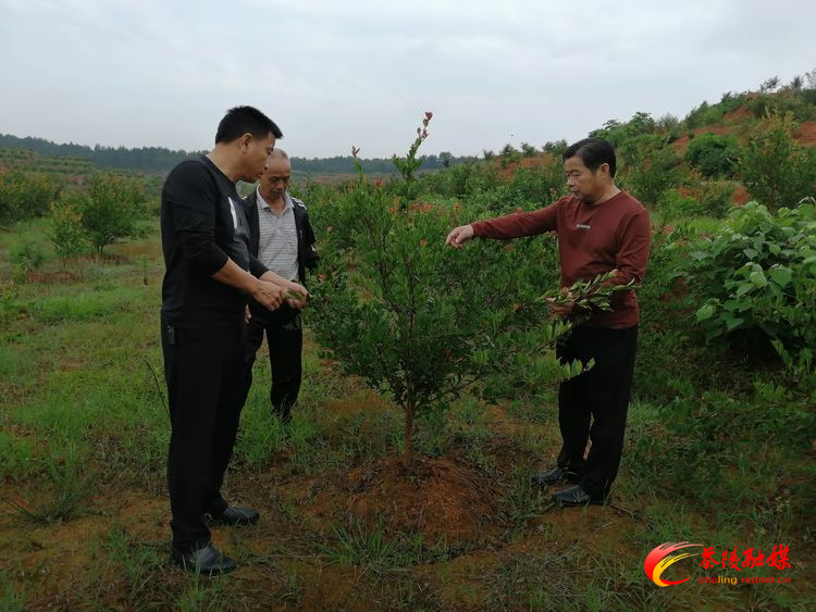 【巩固脱贫攻坚成果】腰潞镇珍武村:开发种植油茶初见成效