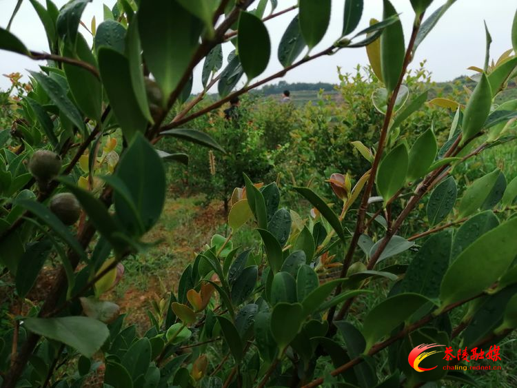 【巩固脱贫攻坚成果】腰潞镇珍武村:开发种植油茶初见成效