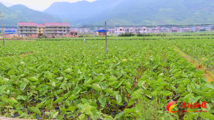 【巩固脱贫攻坚成果】腰潞镇潞理村：香芋长势喜人 丰收在望