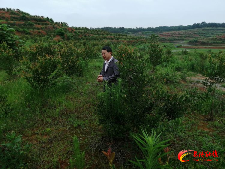 【巩固脱贫攻坚成果】腰潞镇珍武村:开发种植油茶初见成效