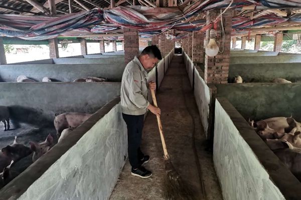 黄丰桥镇：小伙不当白领当“养猪倌”　回家乡闯天地