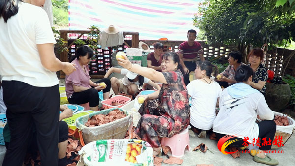 黄桃开园满园香 香甜可口引客来