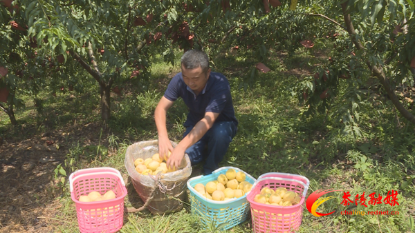又是一年品桃季 本地黄桃新鲜上市