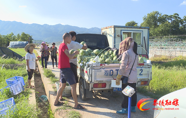 枣市镇管塘村:西瓜产业助脱贫