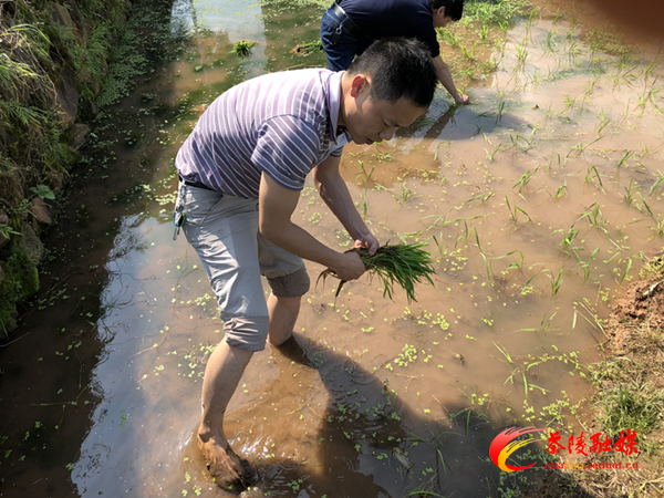 陈国平：躬身扶贫不言苦 俯首甘为孺子牛