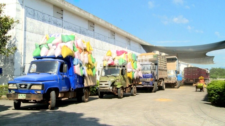 攸县:做好夏粮收购 保障粮食安全