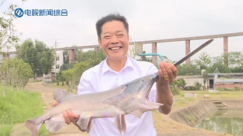【鸿雁飞花海，株洲石三门】原产北美的鸭嘴鱼，在株洲也有养殖基地