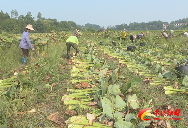 潞理村2500亩香芋喜获丰收 预计产值过千万