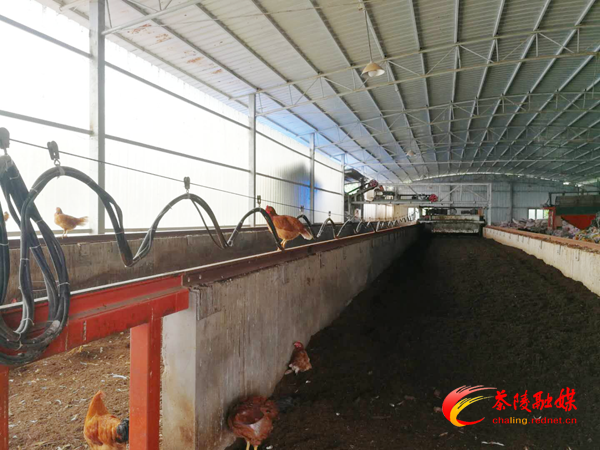 思聪街道多措并举推进畜禽粪污资源化利用