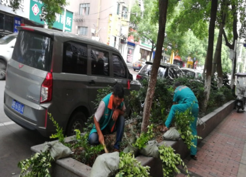 营造优美生态文明环境 芦淞园林补栽树苗万余株