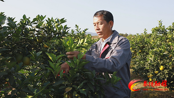 脱贫攻坚在茶陵 || 茶陵：能人回乡来 脐橙满枝头