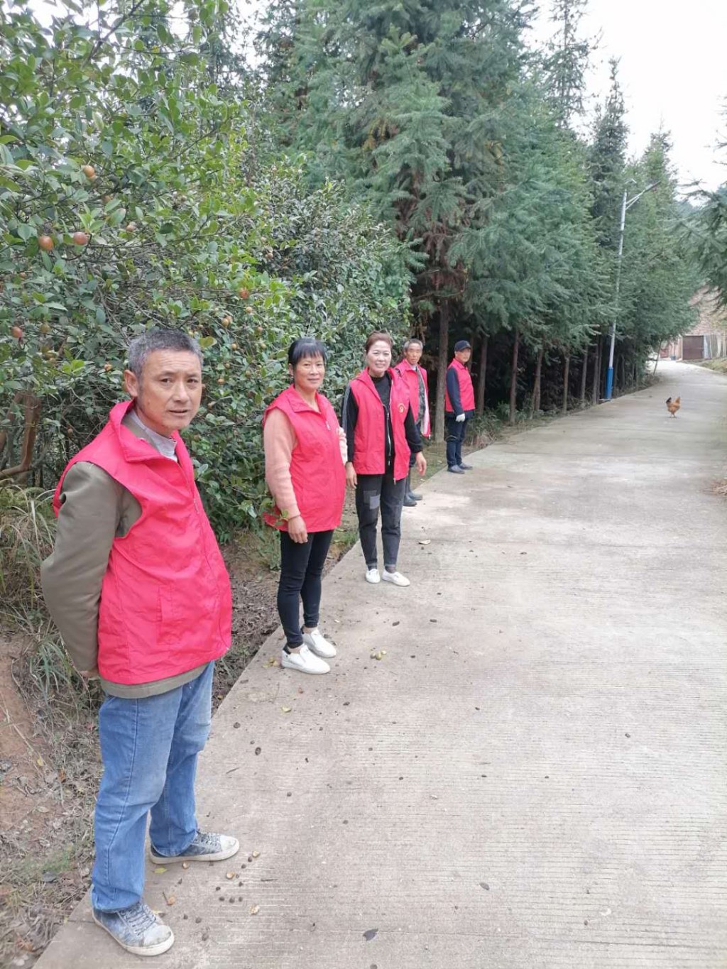 仙石村开展“规范采摘秩序 助力油茶丰收” 志愿服务活动