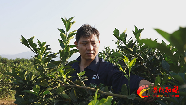 脱贫攻坚在茶陵 || 茶陵：能人回乡来 脐橙满枝头