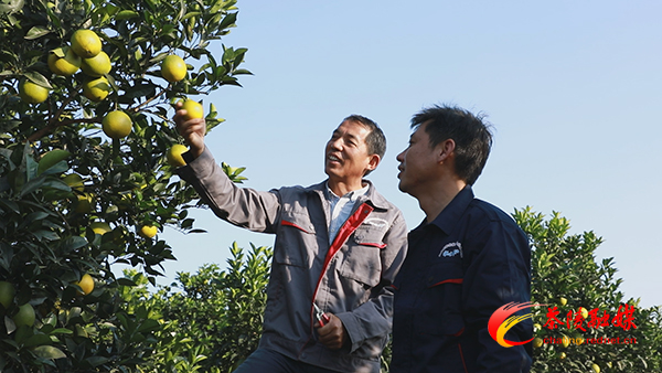 脱贫攻坚在茶陵 || 茶陵：能人回乡来 脐橙满枝头