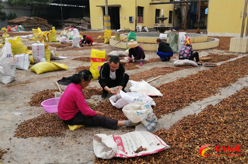 闪耀在沃野中的青春|杨永建：产业要靠能人带 增收致富才能快