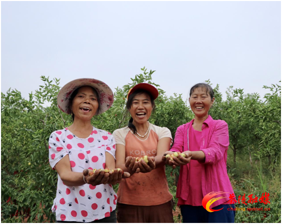 茶陵种枣致富 “三姐妹” 乘风破浪追梦记