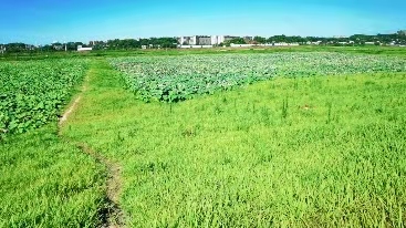 不见秸杆烟气绕，唯愿"莲花"朵朵开